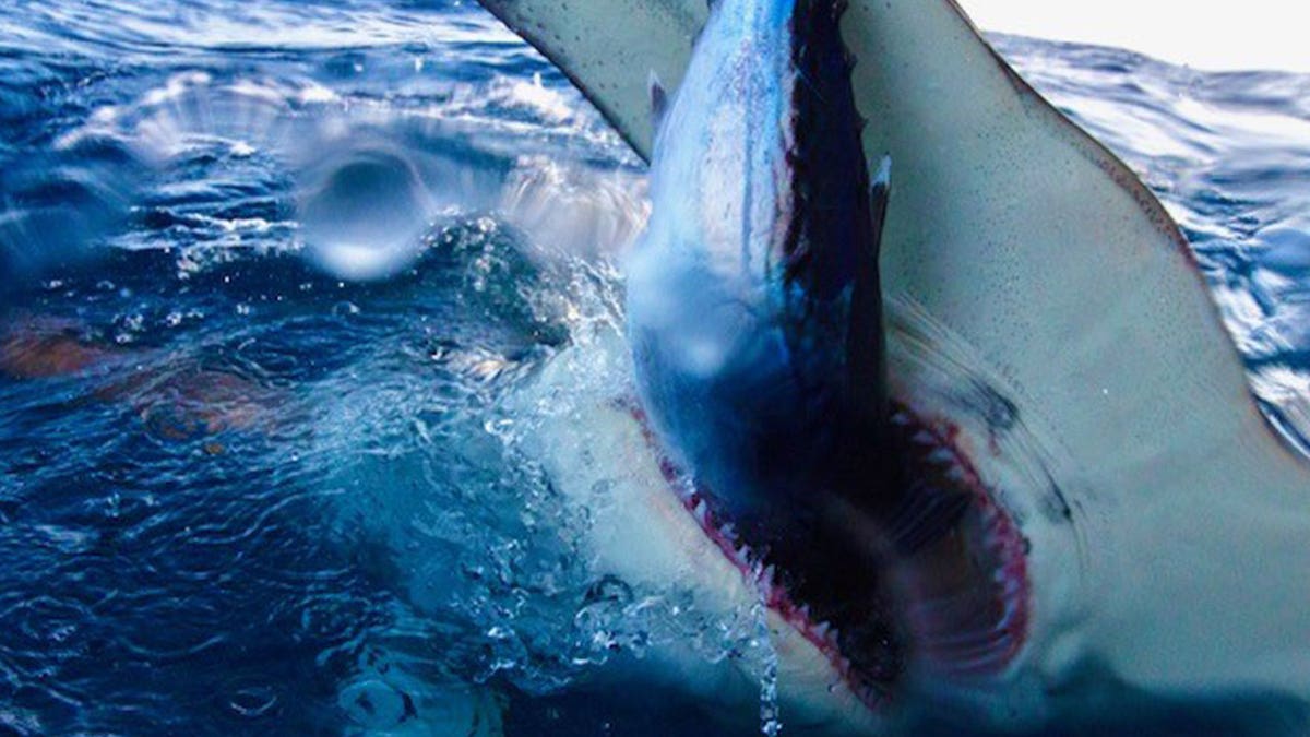 Hammerhead shark eating fish prey