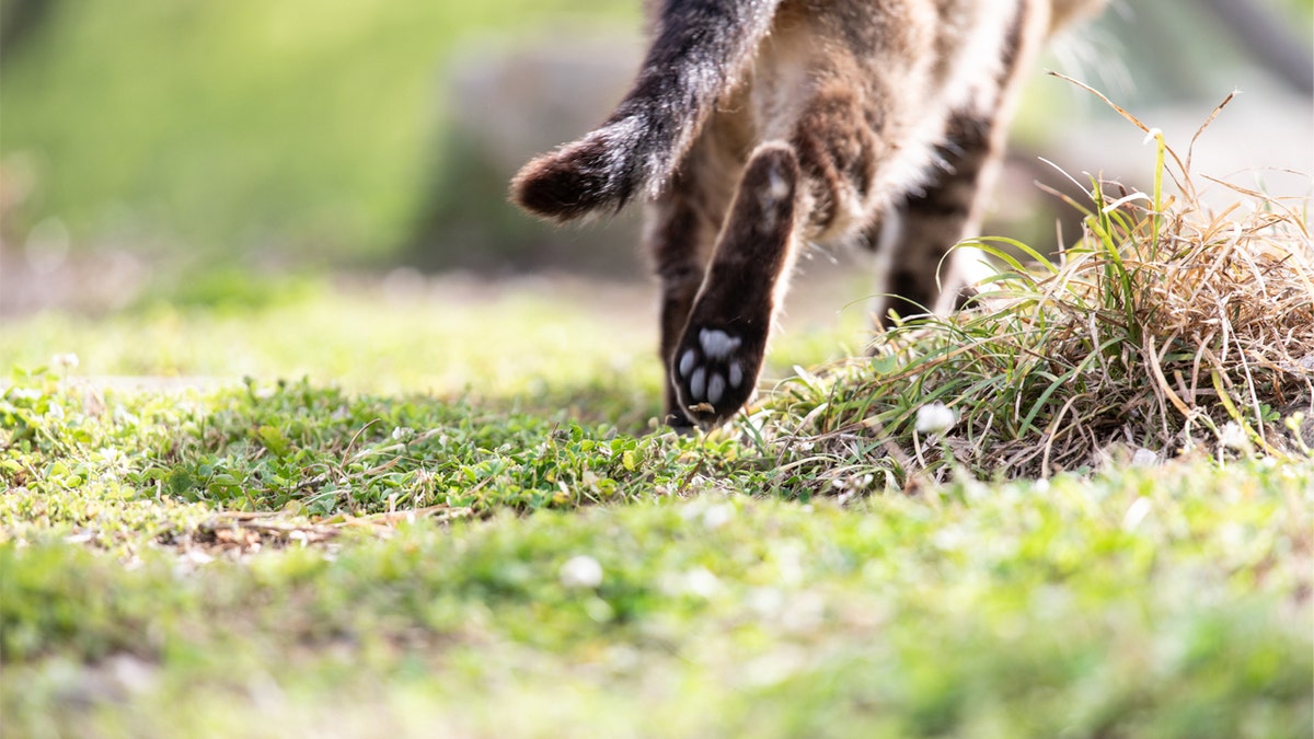 Cat trots away on grassy field.