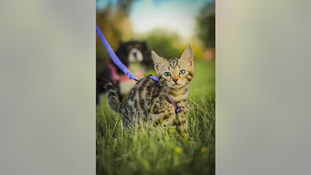 Leashed cat stands in field while a leashed dog is a short distance away.