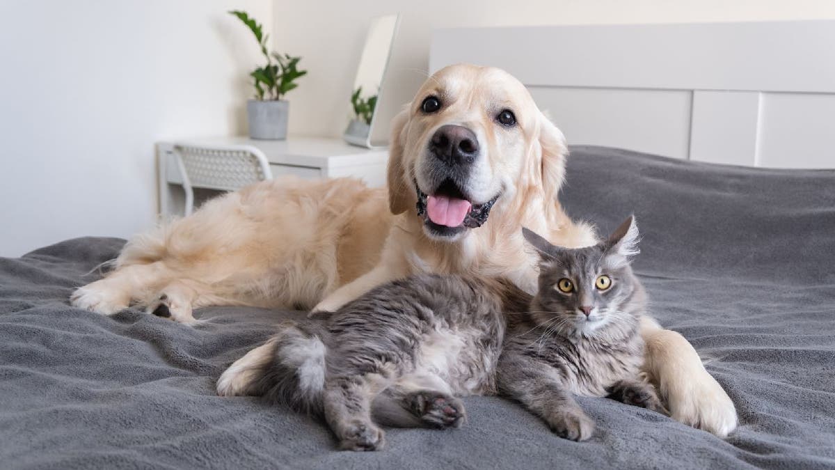 Dog and cat lay on a bed.