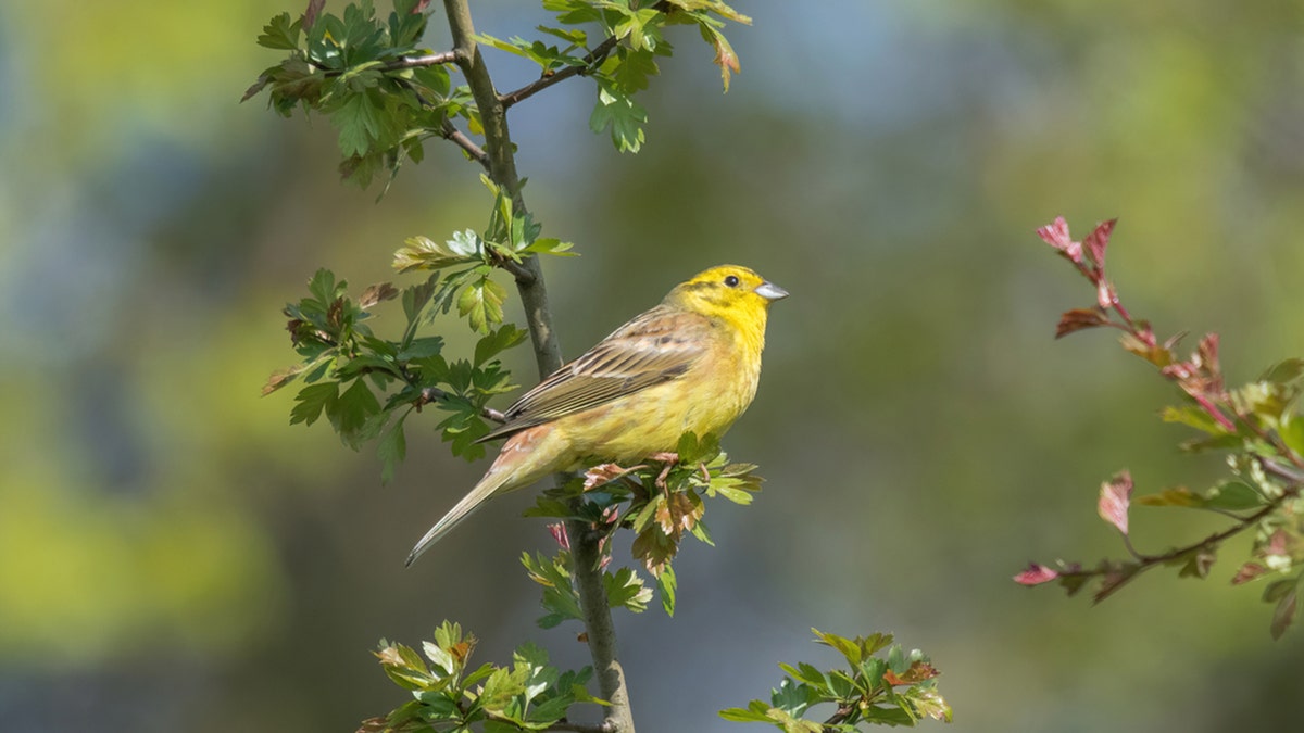 Yellowhammer, the Alabama state bird