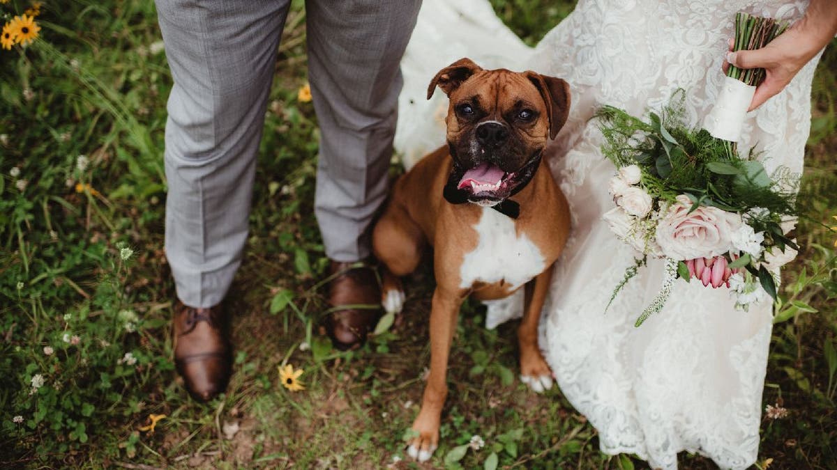 Dog stands next to groom and bride.