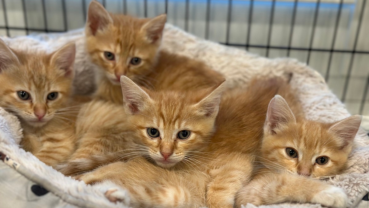 Orange store striped kitten