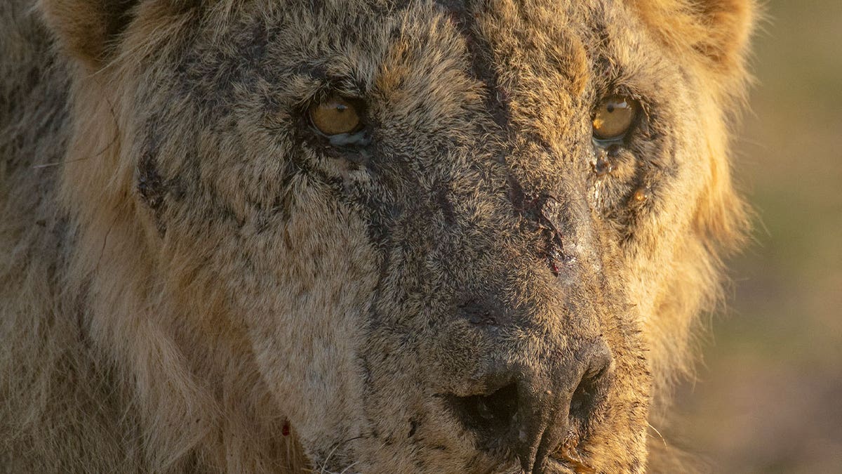 A male lion named "Loonkiito," one of Kenya's oldest wild lions which was killed by herders in May 2023, is seen in Amboseli National Park, Kenya, on Feb. 20, 2023. 