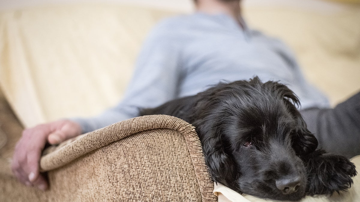 A person and a dog at a therapy session 