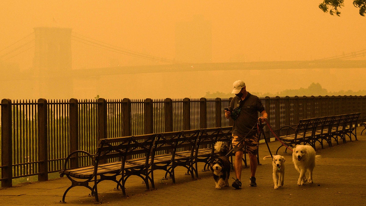 man walking dogs in New York