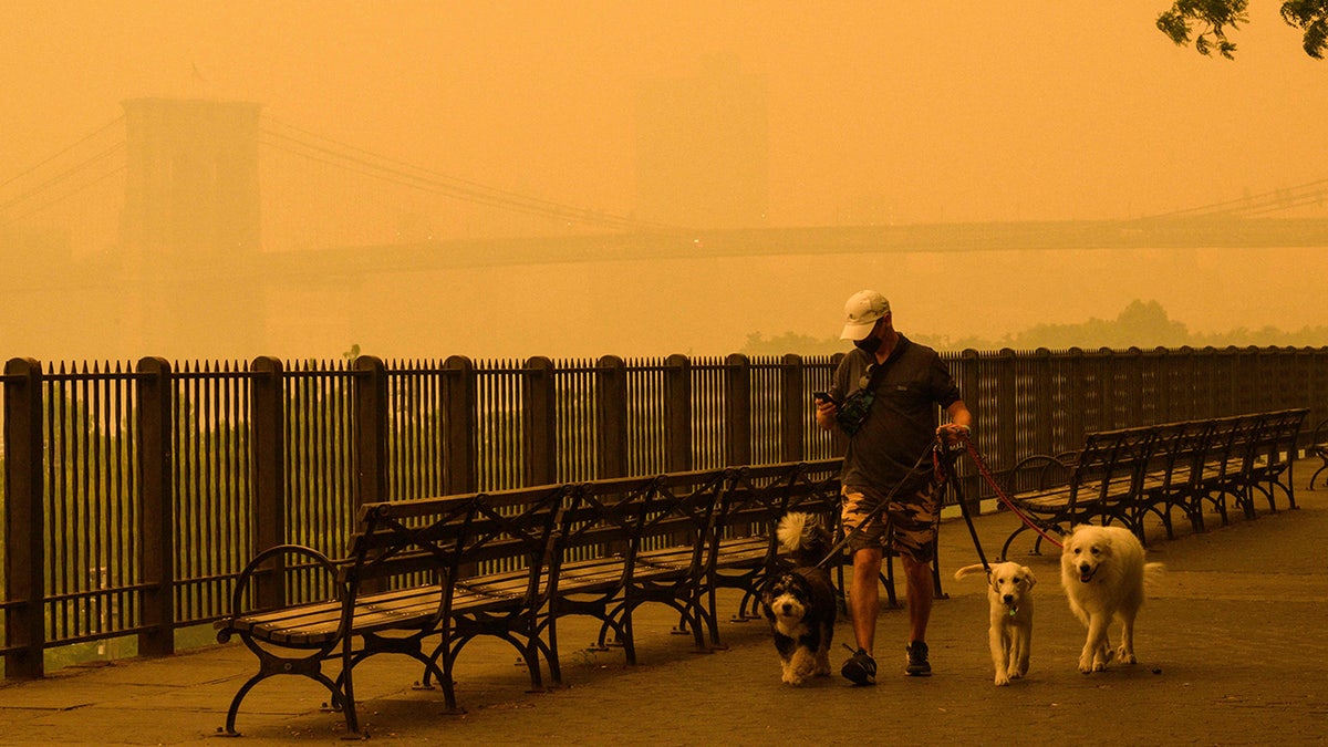 hombre paseando perros en Nueva York