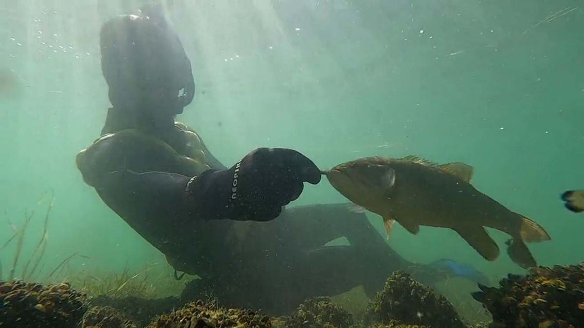 Rex Calubra feeding Elvis, his small mouth bass friend.
