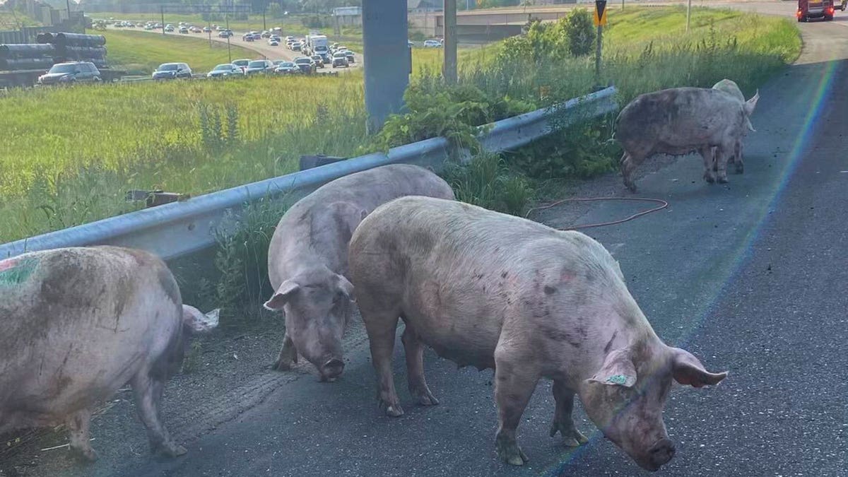 Minnesota pig escape
