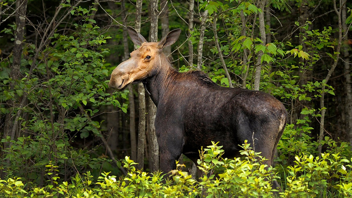 Moose in woods