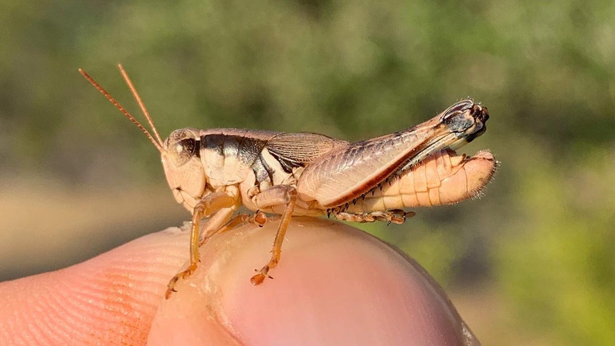grasshopper shown up close