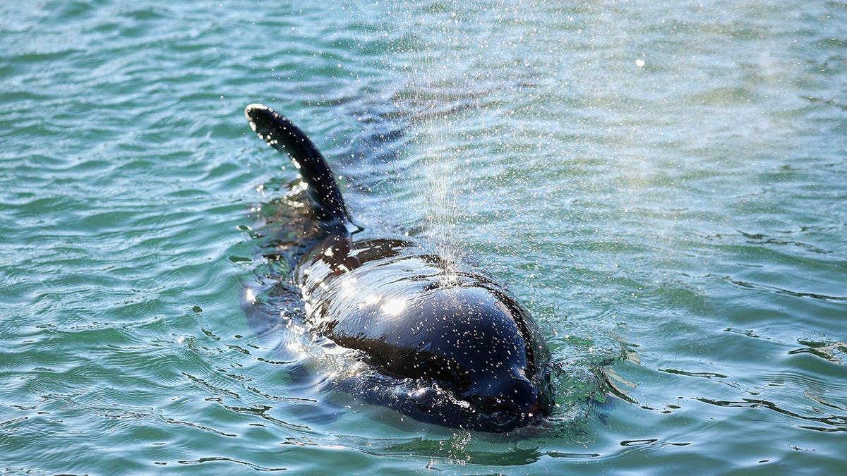 orca calf