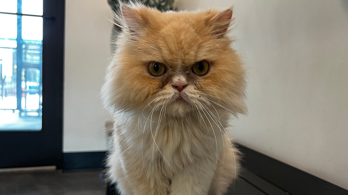 persian cat