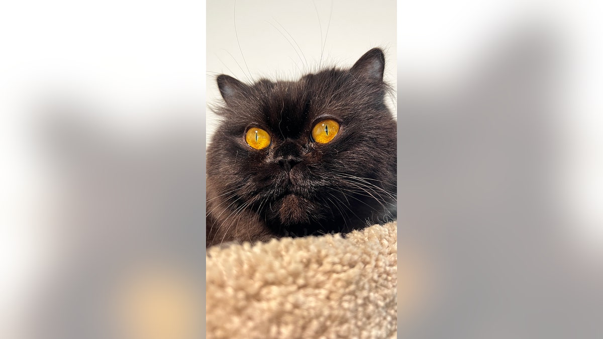 persian cat