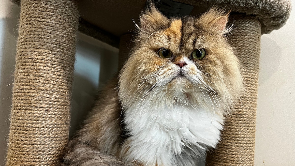 persian cat