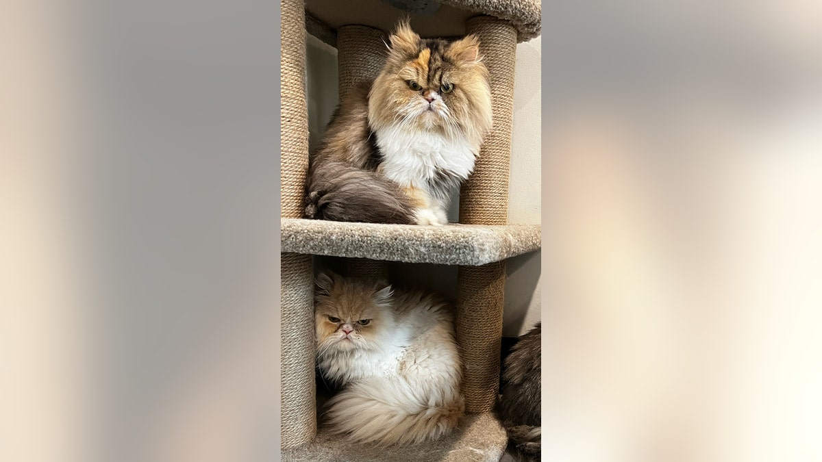 persian cat