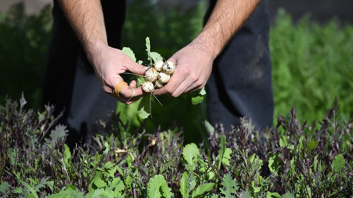 Two hands picking up turnips from a garden