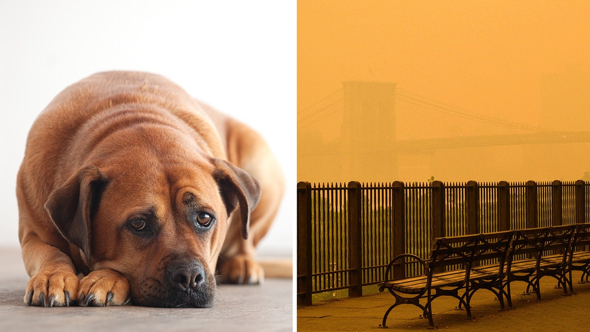 sad looking dog split with fog on other side