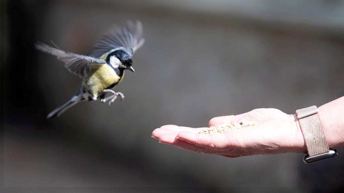 Bird hand feeding