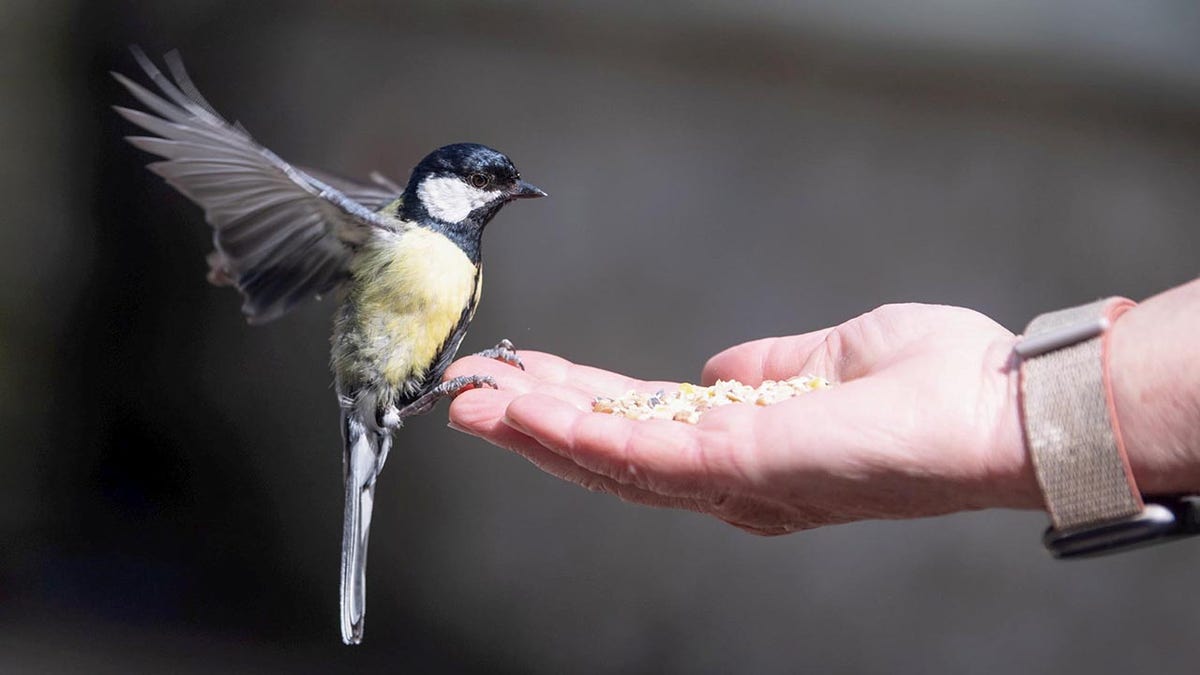 Bird feeding hand