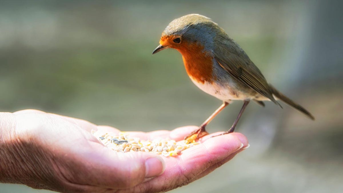 bird feeding hand