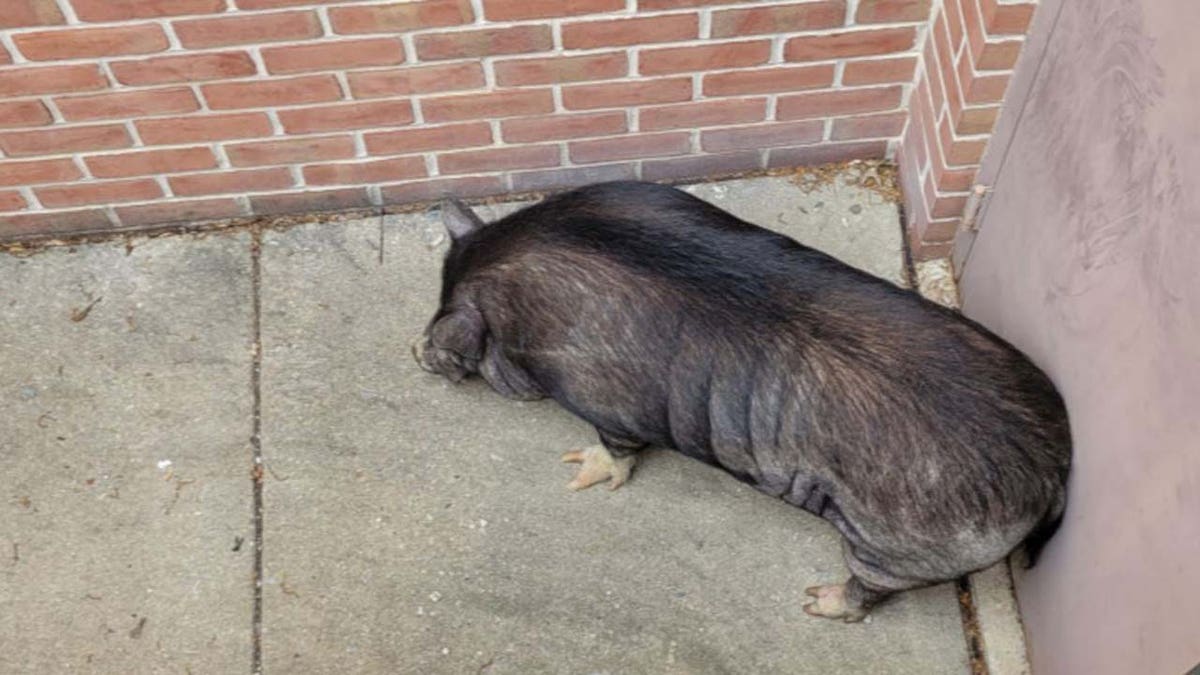 Hamilton the pig resting next to a brick wall