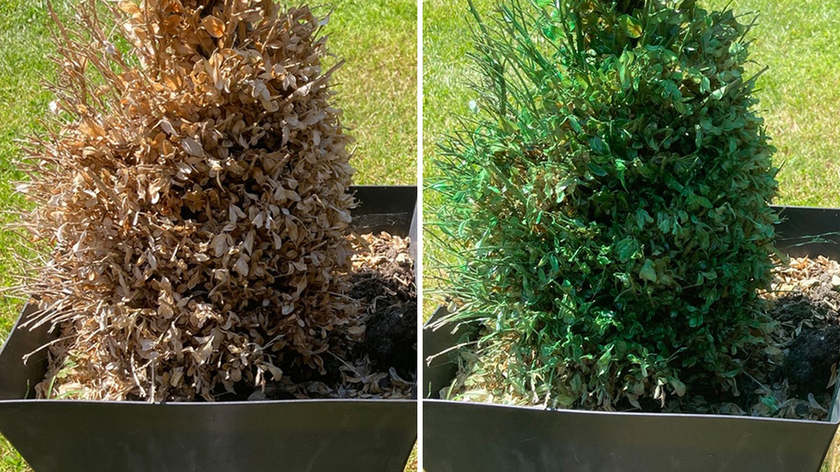 shrub before and after being spray painted by woman in England