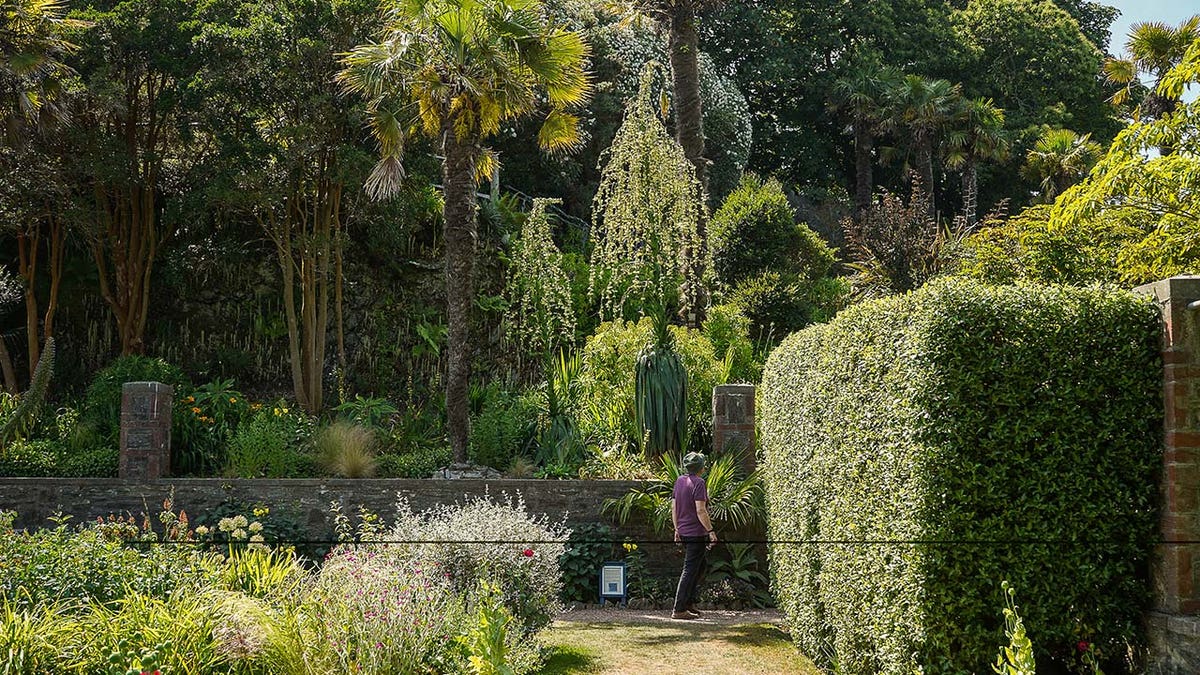 furcraea longaeva in England