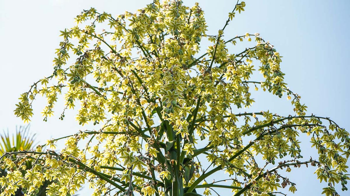 furcraea longaeva in England