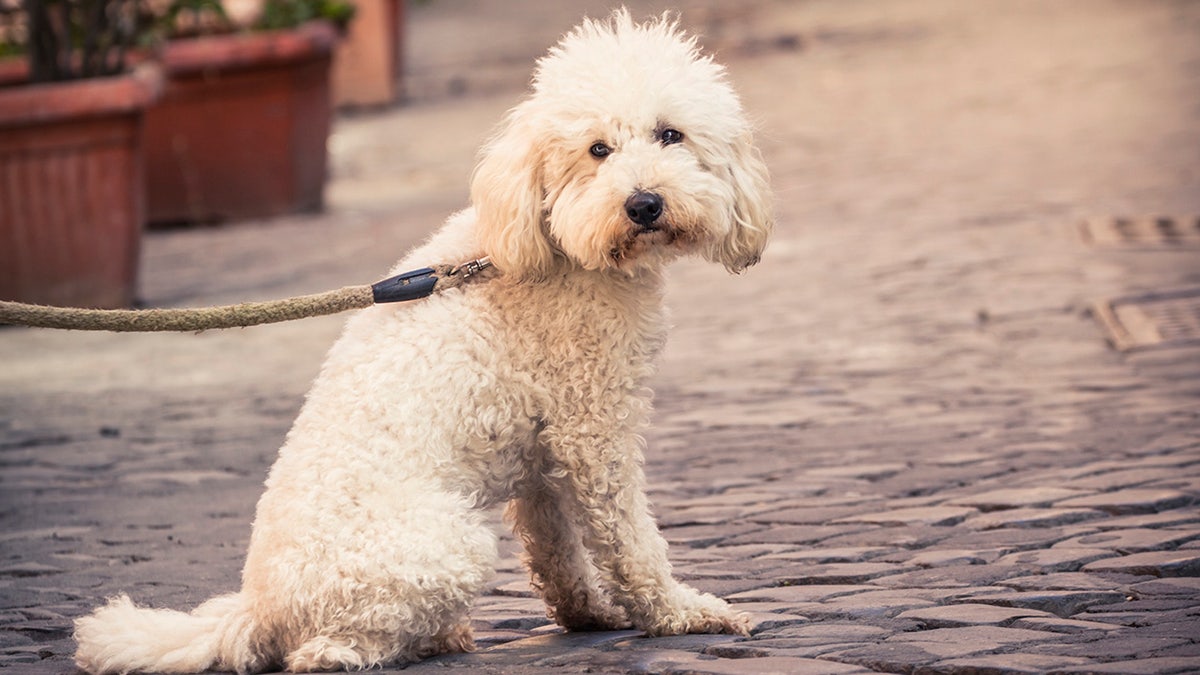 Fox news sale spike service dog