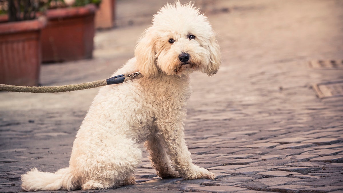 dog on street