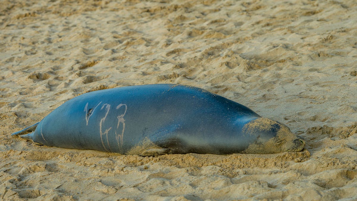 An endangered Hawaiian monk seal lies on a beach at Haena State Park on Kauai Island, Hawaii. An endangered Hawaiian monk seal known as Malama was intentionally killed by blunt force trauma this year. The U.S. has offered a $5,000 award for information on the killer.