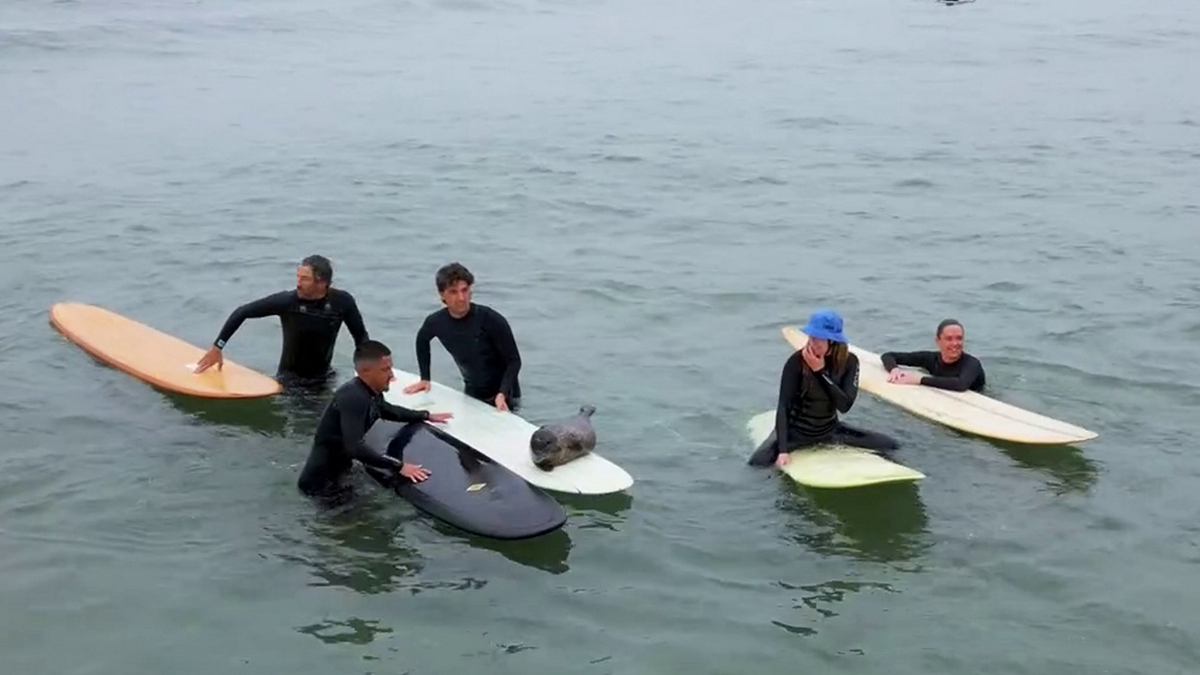 Surfing Baby Seal Hangs Ten With San Diego Locals 