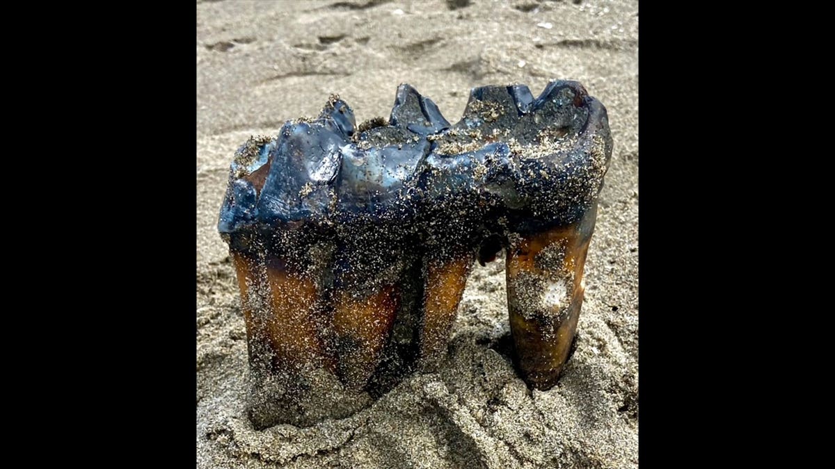mastodon tooth in CA