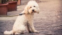 Liberal outlets say dogs are actually bad for the environment