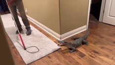 Alligator found in Louisiana home reportedly sneaked in through dog door: 'I jumped back'