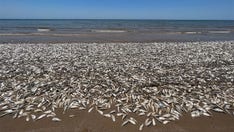 Texas Gulf Coast beach covered as thousands of dead Menhaden fish wash ashore