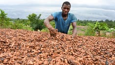 Researchers use AI to predict crops in Africa to help address food crisis