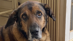 New Jersey dog with a rough start in life is up for adoption: Meet Chief, the three-legged champ