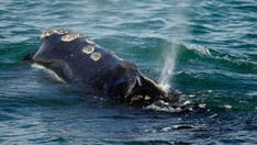 Environmental groups urge emergency measures to protect endangered whales from ship collisions