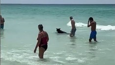 Black bear swimming at crowded Florida beach shocks beachgoers, video shows