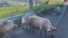 Pigs run loose on St. Paul-area highway after semitrailer crash