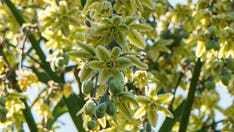 Massive rare plants 'burst into bloom' for first time, but there's a catch