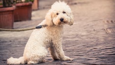 Experts recommend isolating dogs amid respiratory 'mystery illness'