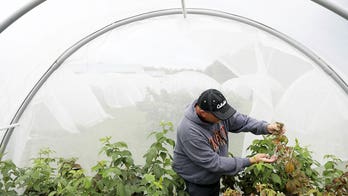 North Carolina State University researchers sterilize fruit flies to combat damage inflicted on fruit growers