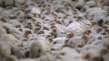 South Africa reports 2 outbreaks of bird flu in poultry, according to World Organization for Animal Health
