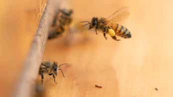 Health of honeybees being promoted by government program that aims to find best environment for the insects
