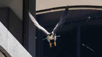 Pair of falcons terrorize busy Chicago street to protect their offspring