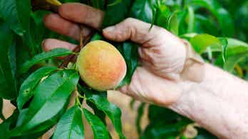 Southern US farmers adapt to warm winter with new agricultural techniques, crops