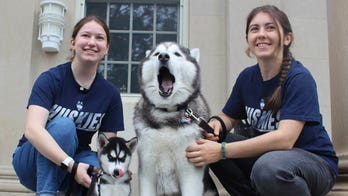 UConn presents newest Siberian husky mascot Jonathan XV